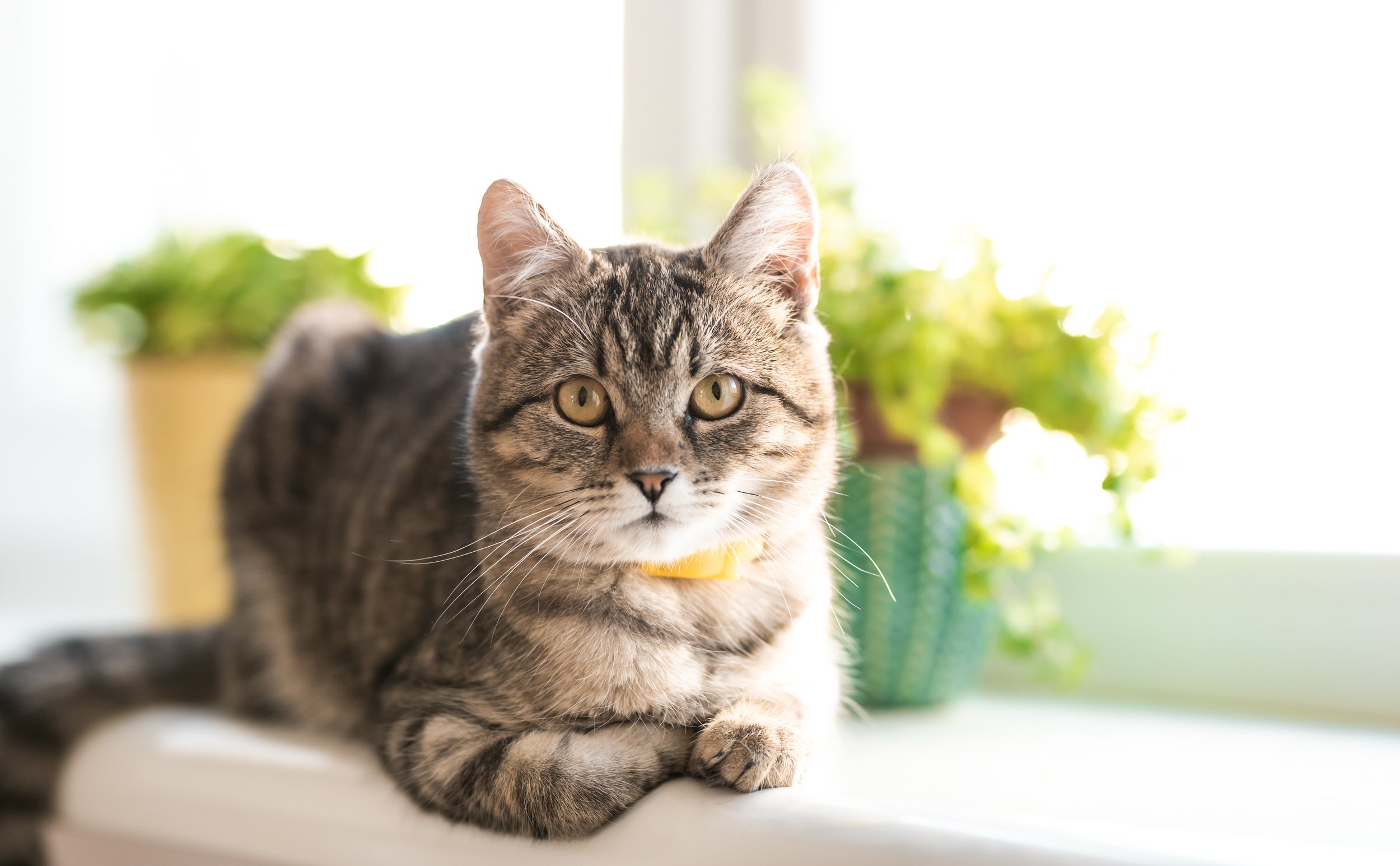 Environnement sain et peintures non toxiques